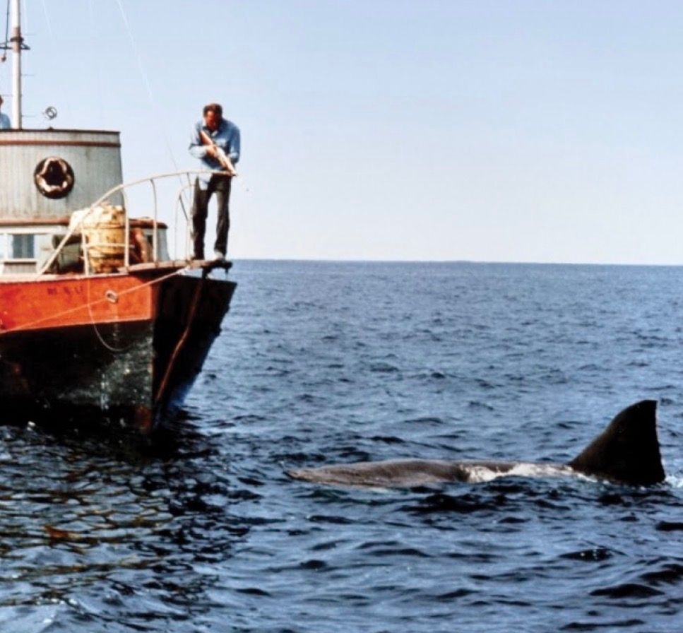 Jaws film still 1 